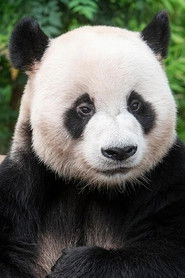 Ảnh diễn viên 乐宝