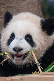 Ảnh diễn viên 睿宝