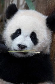 Ảnh diễn viên 辉宝