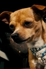 Ảnh diễn viên Chester the Chihuahua