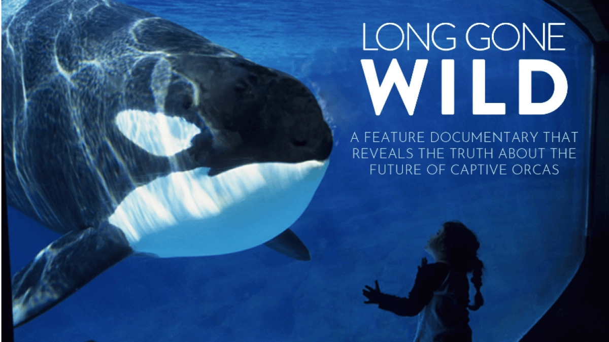 Cá đen (Blackfish)