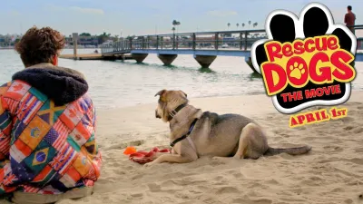 Cứu chó (Save Dogs)