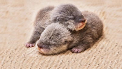 Động vật bé cưng trên camera (Baby Animal Cam)