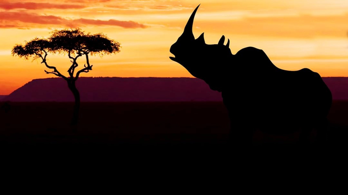 Khu Bảo Tồn Ol Pejeta Châu Phi (Phần 2) (Ol Pejeta Diaries)