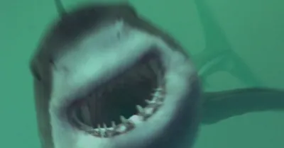 Mồi Cá Mập (Open Water 3: Cage Dive - Shark Terror)