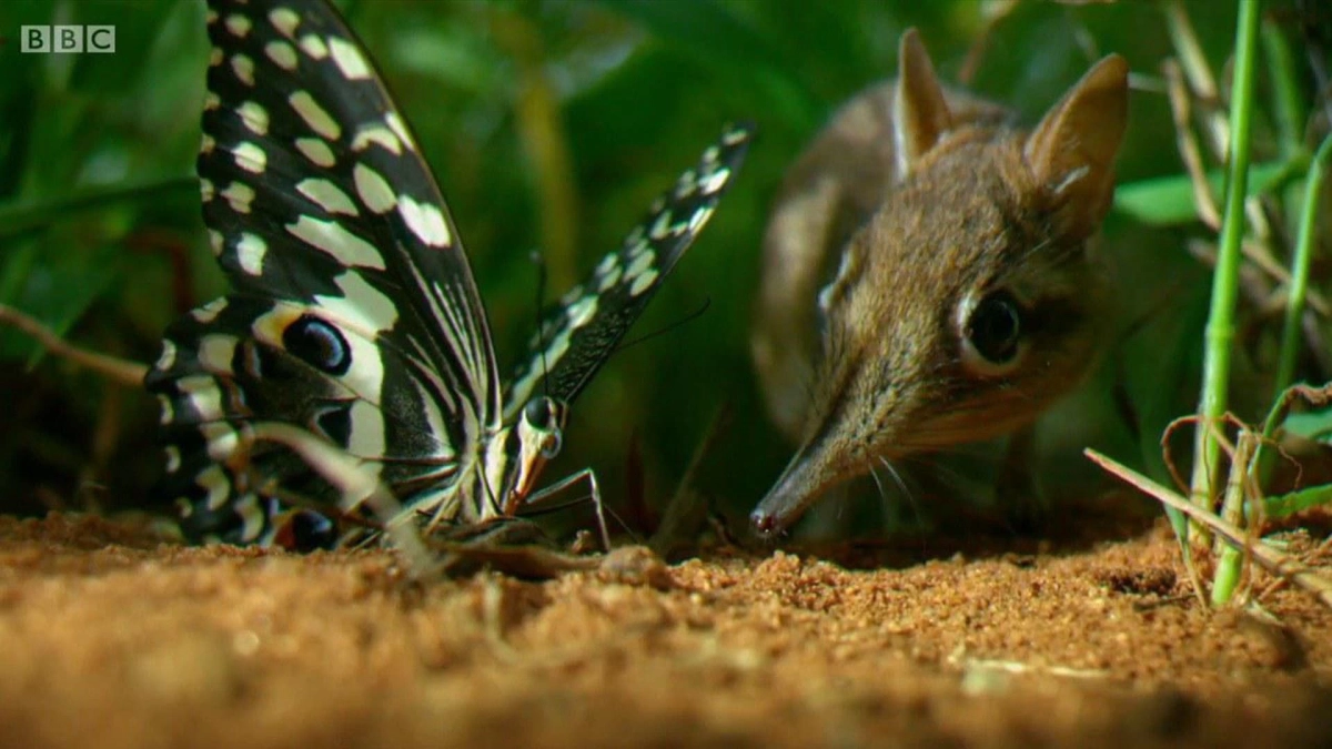 Vương Quốc Ẩn Giấu (Hidden Kingdoms)